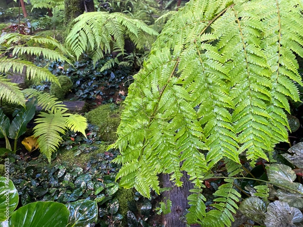 Obraz Fresh green fern leaf in the forest after raining.