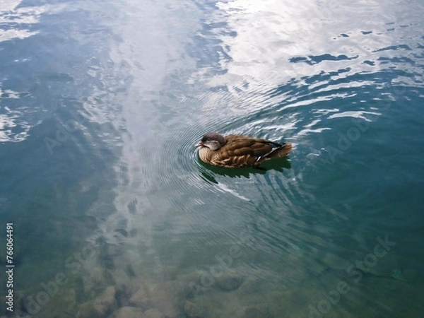 Obraz 梓川で羽を休める鴨