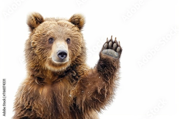 Obraz A bear is waving its paw in the air. The bear is brown and has a big paw