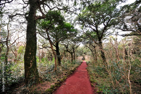 Obraz path in the forest