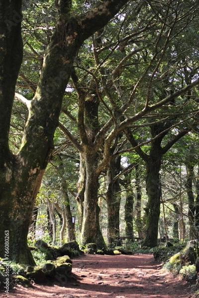 Obraz trees in the park