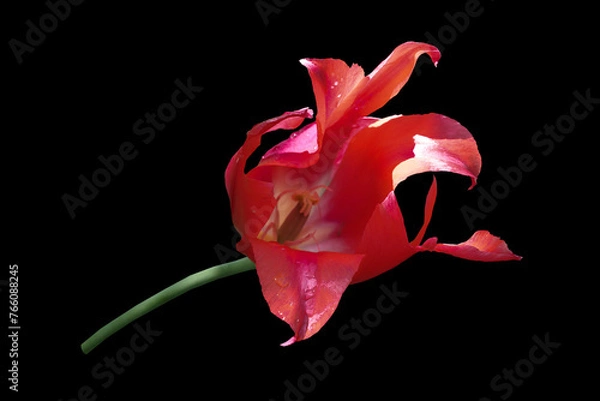 Obraz Red tulip flower on a black background.
