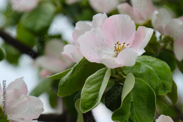 Obraz Flowering quince fruit tree.