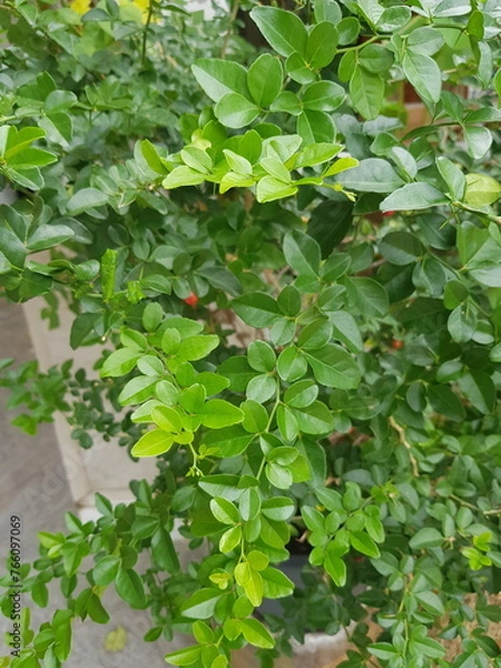 Obraz green leaves background