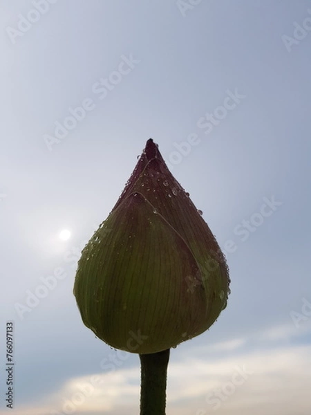 Obraz Lotus on the sky