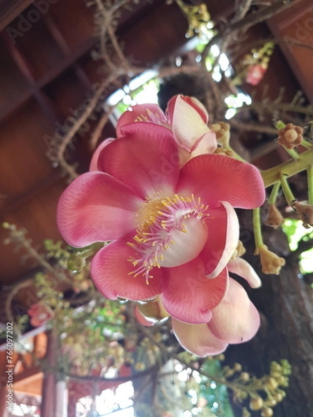 Obraz pink orchid flower