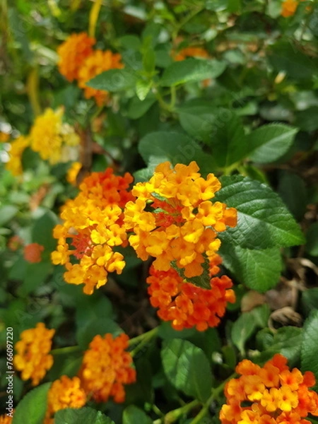 Obraz orange marigold flower