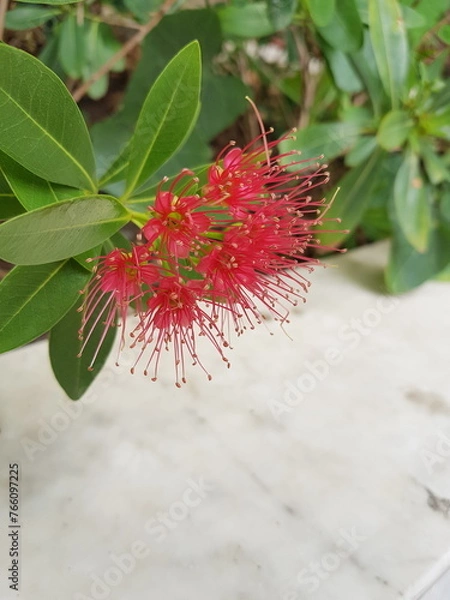 Obraz red and yellow flowers