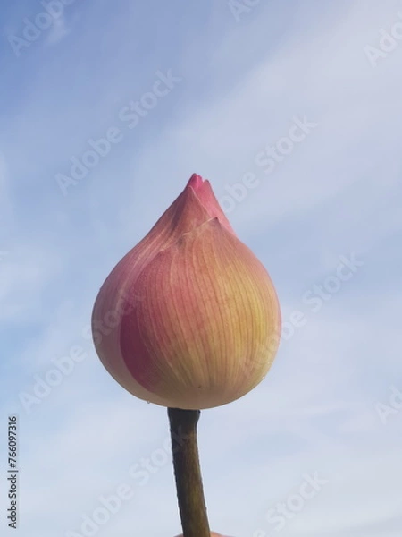 Obraz garlic bulbs on blue sky background