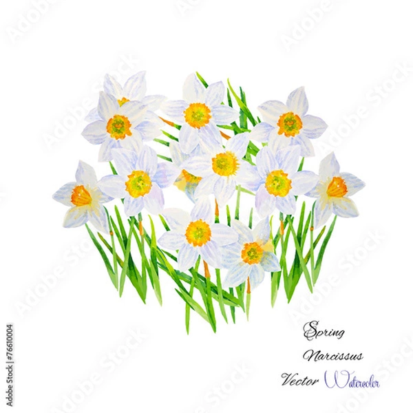 Fototapeta Background with Narcissuses