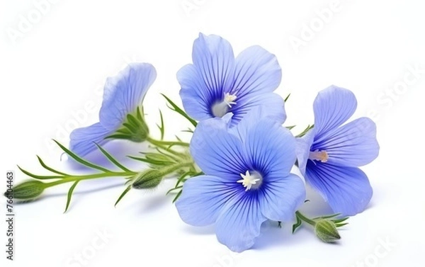 Obraz Flax blue flowers isolated on white background