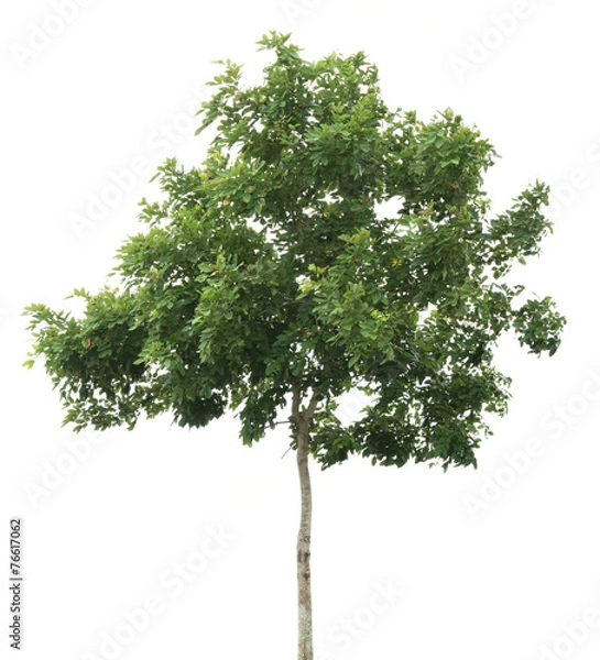 Fototapeta isolated tree