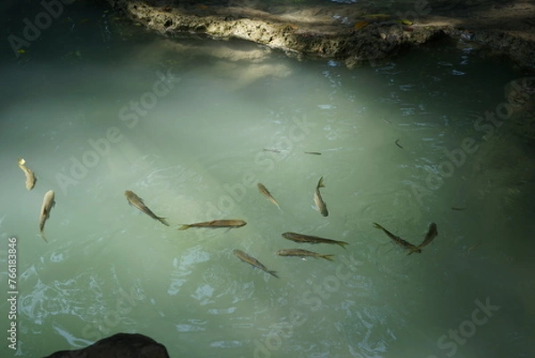 Fototapeta fish swimming in the water of waterfall