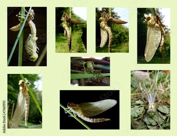 Fototapeta Libellengeburt