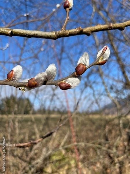 Obraz spring buds of willow