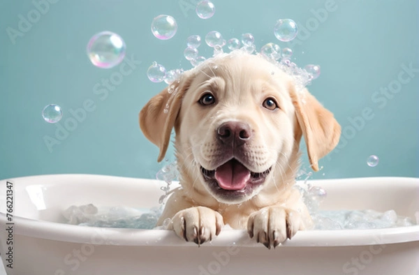 Obraz Funny Labrador Retriever puppy dog taking bath with foam and splashes in bathtub . Banner for pet shop, grooming salon, copy space.