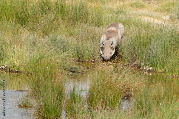 Fototapeta Warthog drinking from a pond