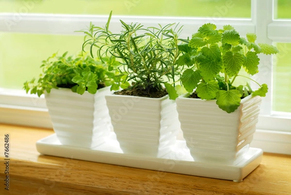 Obraz Three Pots of Herbs in a Kitchen Window