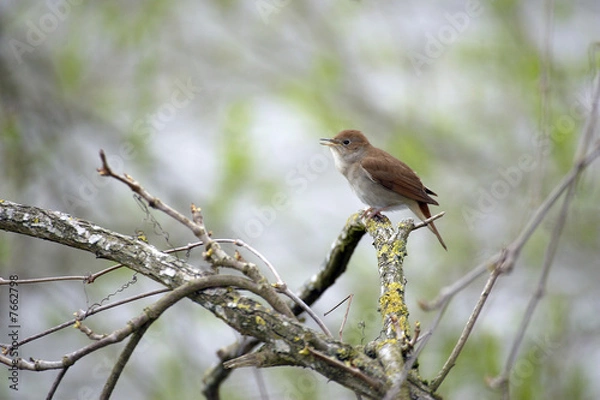 Obraz Rossignol chantant