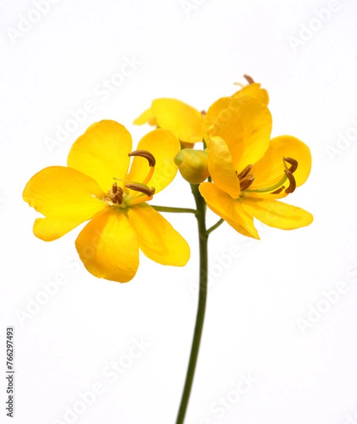 Obraz Spice bark, Cassia, Senna