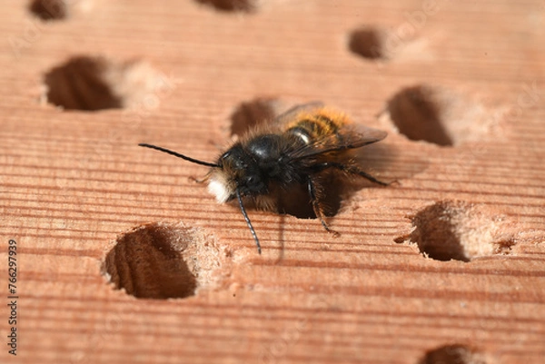 Obraz horned mason bee, Osmia cornuta