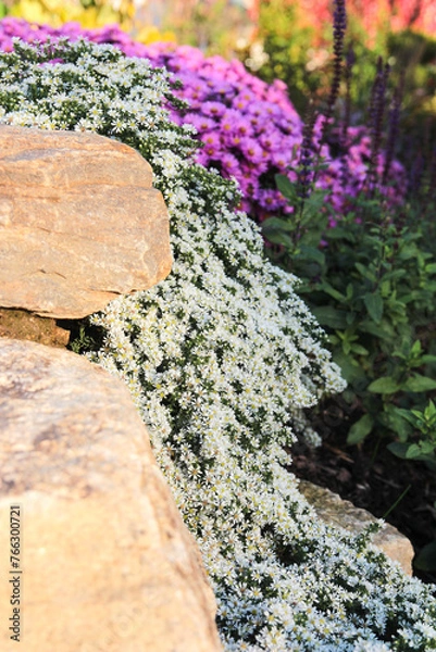 Obraz Weisse Teppichaster im Steingarten