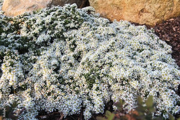 Obraz Weisse Teppichaster im Steingarten