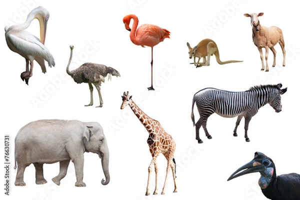 Obraz A composition with animals and birds isolated on white