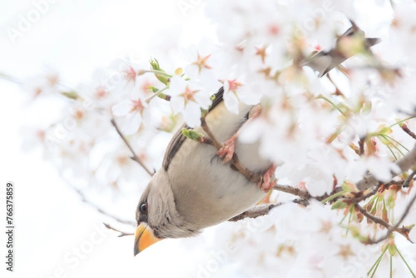 Fototapeta a yellow-billed grosbeak sitting on the branches of the cherry blossom tree