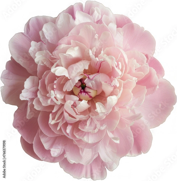 Obraz Light pink peony flower cutout. Tender floral close-up photo isolated on white. A delicate pink peony blooms fully, showcasing its intricate petals and vibrant center. 