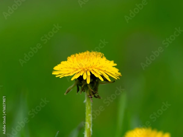 Obraz Taraxacum platycarpum
