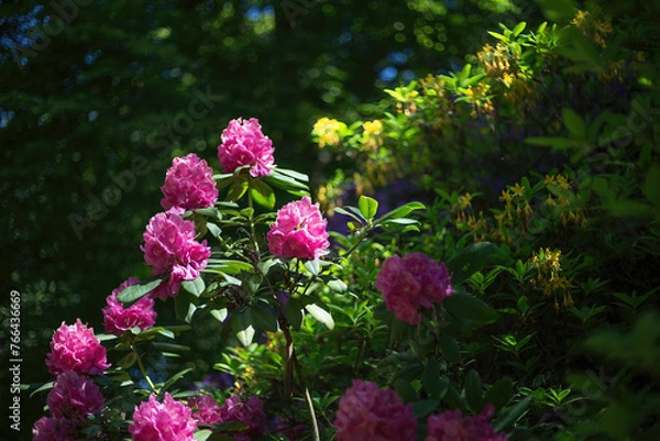 Obraz rhododendron flowers in spring