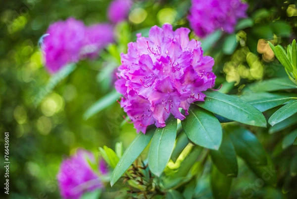 Obraz rhododendron flowers in spring