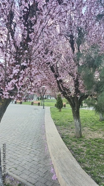 Obraz Purple trees ina park