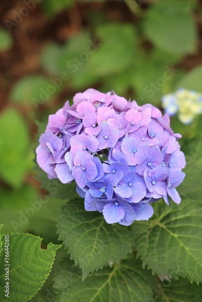Obraz 紫陽花（あじさい）