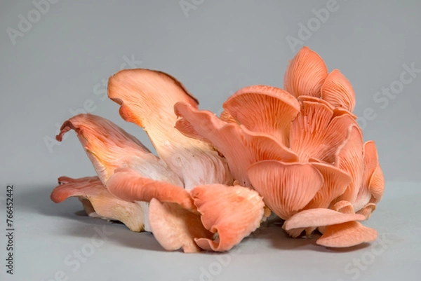 Obraz Grzyb orientalny