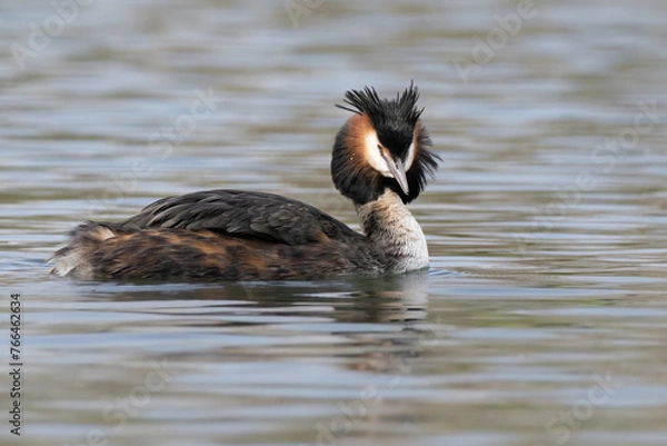 Obraz great crested grebe