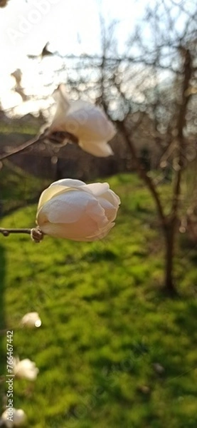 Obraz real spring flower photo blossoming magnolia
Prawdziwe zdjęcie wiosenne kwiaty kwitnąca magnolia