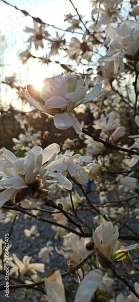 Obraz real spring flower photo blossoming magnolia
Prawdziwe zdjęcie wiosenne kwiaty kwitnąca magnolia