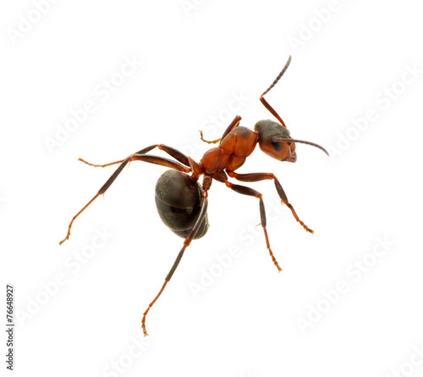 Fototapeta Ant on white