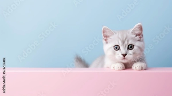 Obraz Cute kitten looking behind the box. Copy-space background.