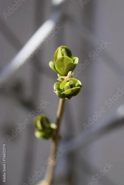 Fototapeta Buds on branch