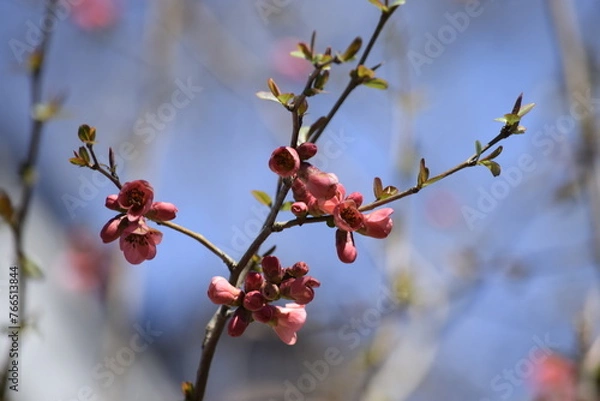 Fototapeta tree in bloom