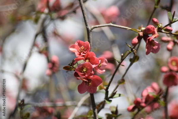 Obraz Red flowers on branch