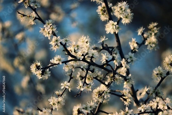 Obraz blühender Schwarzdorn im Frühling