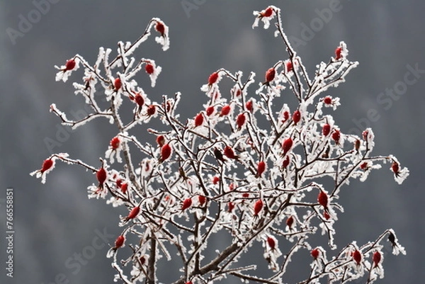 Obraz rosa selvatica