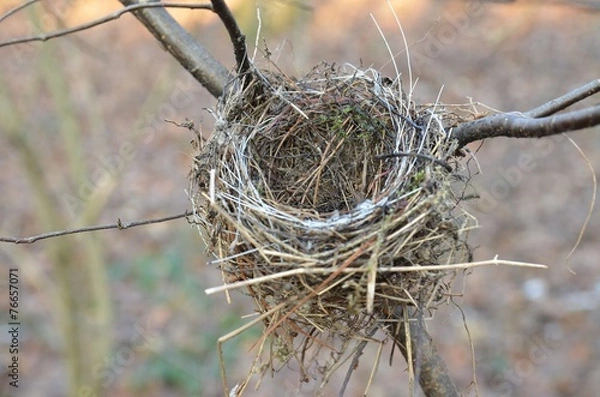 Fototapeta Kleines  Vogelnest im Baum
