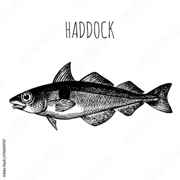 Fototapeta Haddock, commercial sea fish. Engraving, hand-drawn sketch. Vintage style. Can be used to design menus, fish labels and price tags, presentation of seafood and canned seafood.