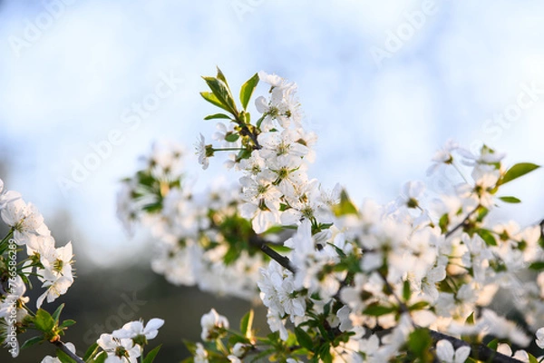 Fototapeta white cherry blossom on tree in spring time