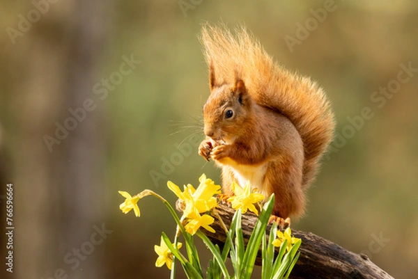 Fototapeta Cute little scottish red squirrel eating a nut with spring daffodil flowers 